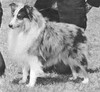 Shyways Sa-Wen - Sheltie Special Jul-Aug 1971