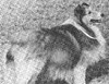 Gray Dawn Reveille Of Sea Isle - Sheltie Special Sep-Oct 1971