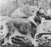 Banchory Bright Lights - Sheltie Special Sep-Oct 1971