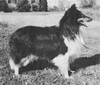 Thistlerose Arcwood Aladdin - Sheltie Special Sep-Oct 1971