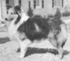 Hollydale Wee Incantation - Sheltie Special May-Jun 1972 Hollydale Wee Incantation - Sheltie Special May-Jun 1972