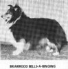 Briarwood Bells-A-Ringing - Sheltie Special May-Jun 1972