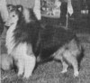 Shawn Dar's Diamond Rogue - Sheltie Special Jan-Feb 1973