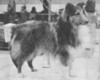 Reveille's Reflection Of Sheldon - Sheltie Special Jan-Feb 1973 Reveille's Reflection Of Sheldon - Sheltie Special Jan-Feb 1973