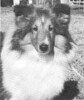 September's Rainmaker - Sheltie Special Mar-Apr 1973