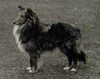 Riverhill Rufus