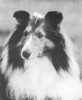 Macdega The Prophet - Sheltie Special Mar-Apr 1973