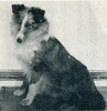 Cherrilon Blue Cavalier
