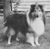 Malpsh California Dreamer - Sheltie Special Jul-Aug 1973 Malpsh California Dreamer - Sheltie Special Jul-Aug 1973