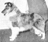 Banchory Sugar Blue - Sheltie Special Jul-Aug 1973