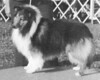 Lencrest Renegade O'Tara Hill - Sheltie Special Jul-Aug 1973 Lencrest Renegade O'Tara Hill - Sheltie Special Jul-Aug 1973