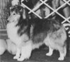 Willow Wand Gold Rush II - Sheltie Special Sep-Oct 1973