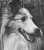 Philidove Heir Presumptive - Sheltie Special Sep-Oct 1973
