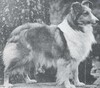 Ch. Timberidge Temptress