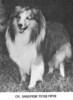 Sandmere Peter Piper - Sheltie Special Nov-Dec 1973