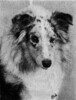 Flair Heaven's To Betsy - Sheltie Special Nov-Dec 1973