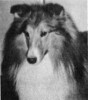 Brigadoon Merrilon I'm Ready - Sheltie Special Jan-Feb 1974 Brigadoon Merrilon I'm Ready - Sheltie Special Jan-Feb 1974