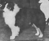 Babinette Ted's Choice - Sheltie Special Jan-Feb 1974