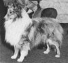Waldenwood Bonny's Blue Clyde - Sheltie Special Mar-Apr 1974