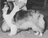 Meghan O'Thornway - Sheltie Special May-Jun 1974