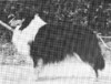 Lakehill Follow The Leader - Sheltie Special May-Jun 1974