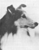 Barwoods Bonanza O'Merri-Lon - Sheltie Special Jul-Aug 1974