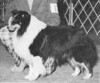 Marriott Close-Up - Sheltie Special Jul-Aug 1974 Marriott Close-Up - Sheltie Special Jul-Aug 1974