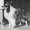 Mori-Brook's Icecapade - Sheltie Special Sep-Oct 1974 Mori-Brook's Icecapade - Sheltie Special Sep-Oct 1974