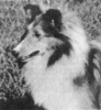 Macdega The Chosen - Sheltie Special Sep-Oct 1974
