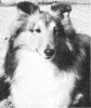 Septembers Hi Time At Catomco - Sheltie Special Mar-Apr 1973