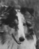 Bonnicay's Dreamy Blue Lass - Sheltie Special Sep-Oct 1975
