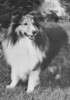 Tentagel Mr. President - Sheltie Special Feb 1976