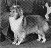 Lanlee's Ecstasy - Sheltie Special Jun 1976