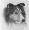Dorlane's Mickey Finn - Sheltie Special Aug 1976