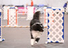 Sagebrush Black Maverick - agility