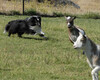 Sagebrush Black Maverick - herding