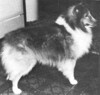 Kiloren Peter Pan - Sheltie Special Dec 1976