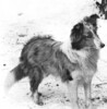 Larkspur of Pocono - Sheltie Special Dec 1976