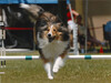 Apple Acres Sagebrush Kerry -  2004 agility
