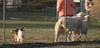 Apple Acres Sagebrush Kerry - 2006 herding