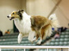 Sagebrush Girl In The Valley - ASSA National - Agility 2016 Sagebrush Girl In The Valley - ASSA National - Agility 2016