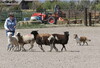 Sagebrush Girl In The Valley - ASSA National Herding 2016 Sagebrush Girl In The Valley - ASSA National Herding 2016