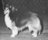 Reveille's Reflection Of Sheldon - Sheltie Special Feb 1977 Reveille's Reflection Of Sheldon - Sheltie Special Feb 1977
