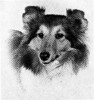 Duchess Of Faunbrook - Sheltie Special Apr 1977