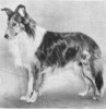 Cock O' The North O' Page's Hill - Dog News Dec 1941