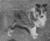 Sheltieland Shasta Geronimo - Dog News Dec 1945