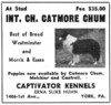Catmore Chum - 1940 advertisement