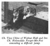 Tiny Chloe Of Walnut Hall - Helensdale Forget-Me-Not