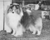 Dorlane's Kings Ransome - Sheltie Special Aug 1977 Dorlane's Kings Ransome - Sheltie Special Aug 1977