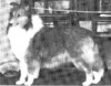September Fair Share - Sheltie Special Aug 1977